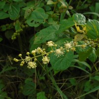 Croton caudatus Geiseler